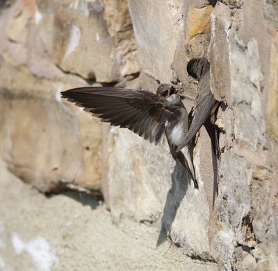Martin, Sand