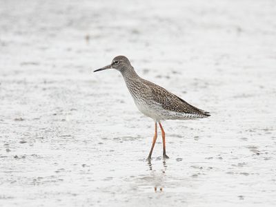 Redshank