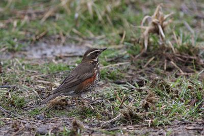 Redwing