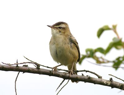 Sedge Warbler