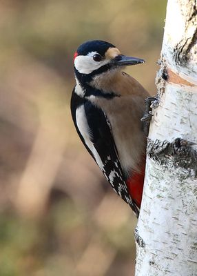 Woodpecker, Great Spotted