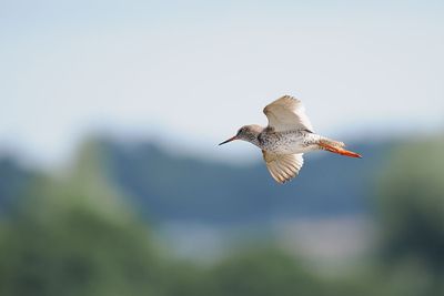Redshank