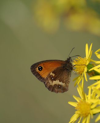 Gatekeeper