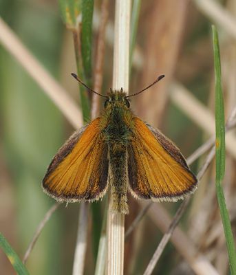 Skipper