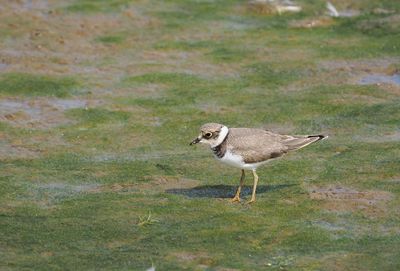 Little Ringed Plover