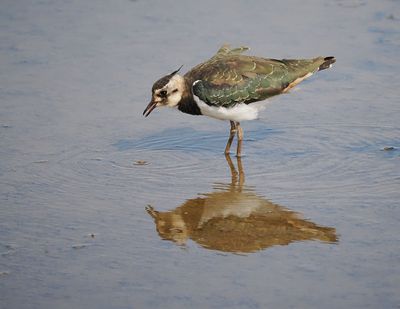 Lapwing