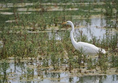 Great White Egret
