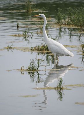 Great White Egret