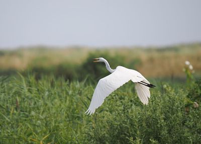 Great White Egret