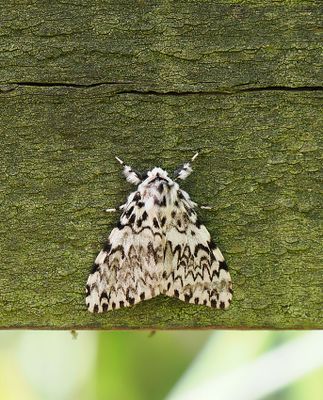 Black Arches