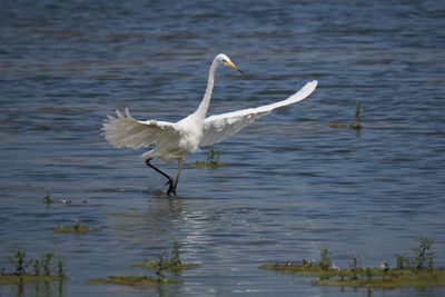 Great White Egret