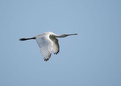 Spoonbill