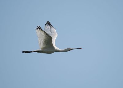 Spoonbill