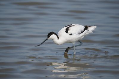 Avocet