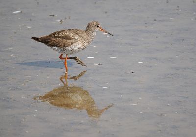 Redshank