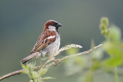 House Sparrow