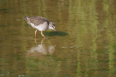 Redshank