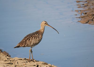 Curlew