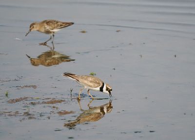 Little Ringed Plover
