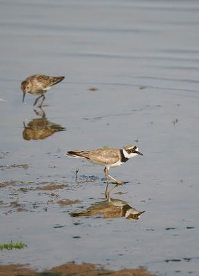 Little Ringed Plover