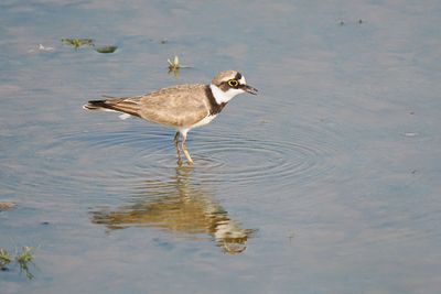 Little Ringed Plover