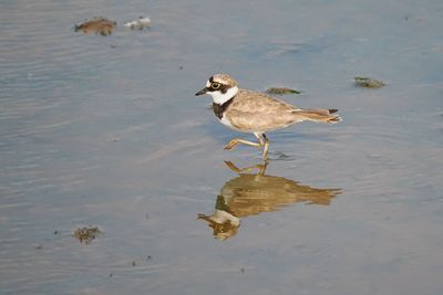 Little Ringed Plover