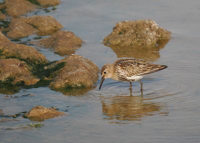 Dunlin