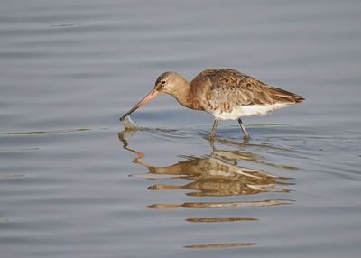 Black-tailed Godwit