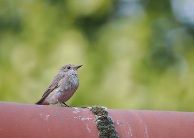 Spotted Flycatcher
