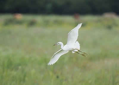 Little Egret