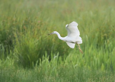 Little Egret