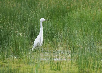 Little Egret