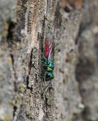 Ruby-tailed / Cuckoo Wasp sp.