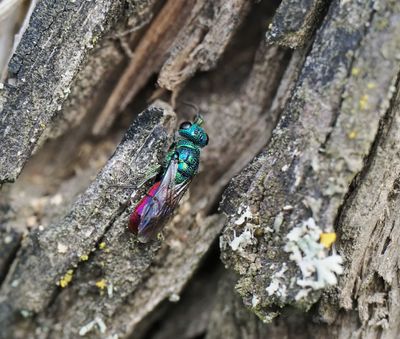 Ruby-tailed / Cuckoo Wasp sp.