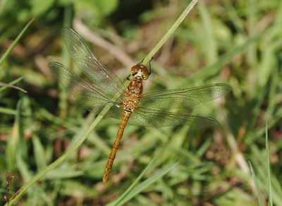 Common Darter