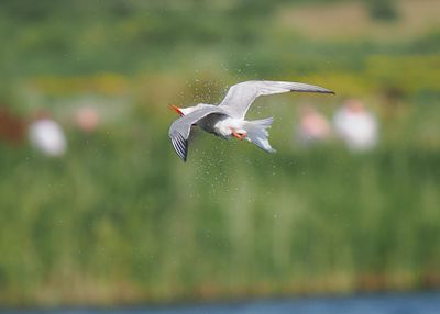 Common Tern
