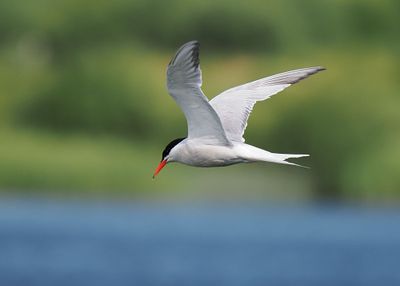 Common Tern