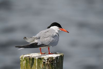 Common Tern
