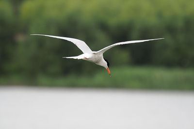 Common Tern