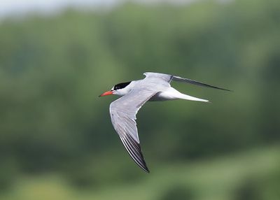 Common Tern