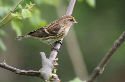 Lesser Redpoll