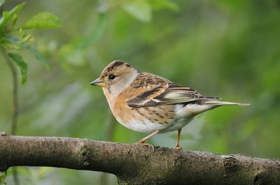 Brambling