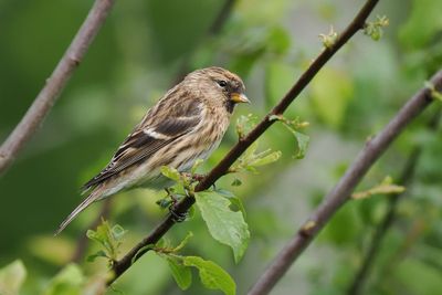 Lesser Redpoll
