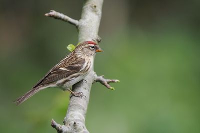 Lesser Redpoll