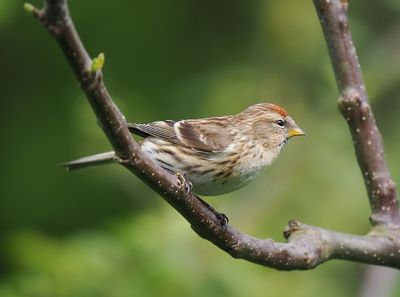 Lesser Redpoll