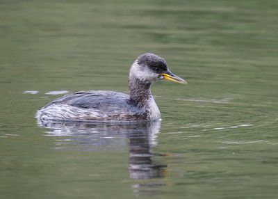 Red-necked Grebe
