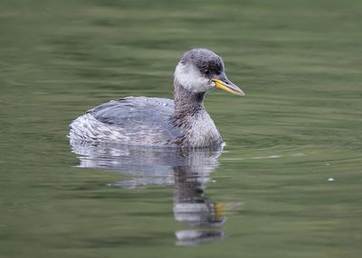Red-necked Grebe