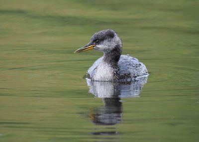 Red-necked Grebe