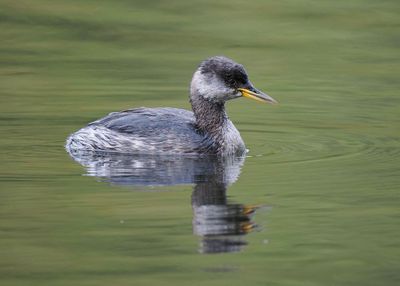 Red-necked Grebe