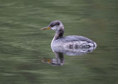 Red-necked Grebe